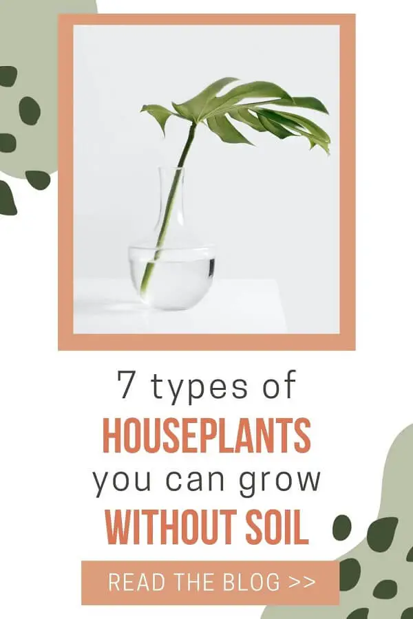 7 Houseplants You Can Grow Without Soil