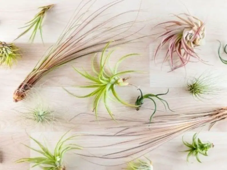 various types of air plants laid flat on wooden countertop