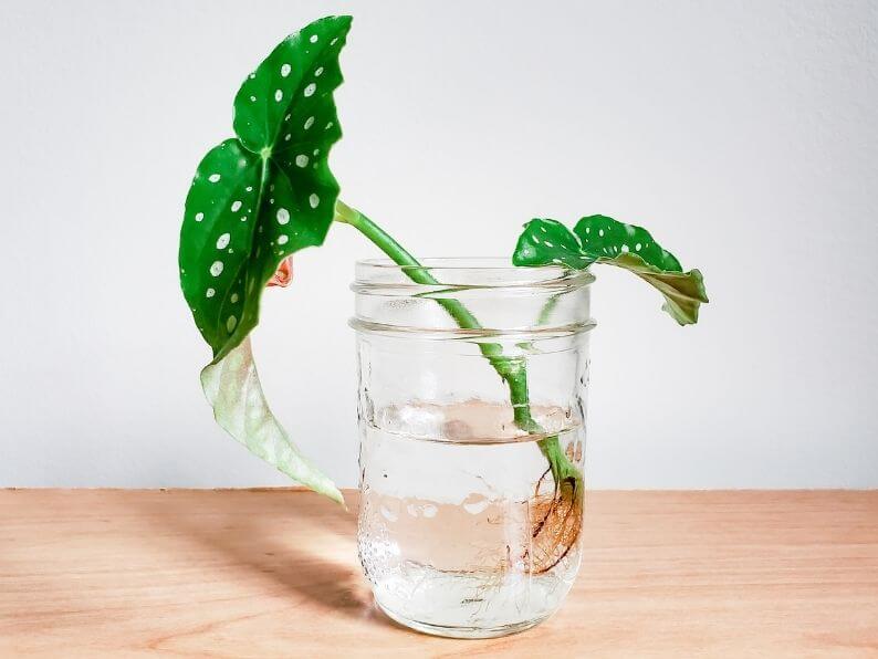 Begonia Maculata cutting in water