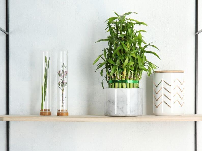 lucky bamboo in grey marble round pot on wooden shelf