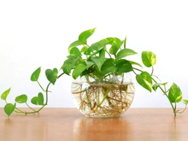 greean heart shaped leaves with roots in round glass bowl of water