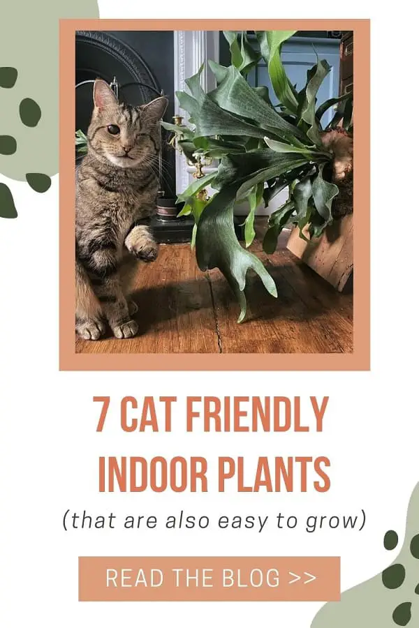 cat and staghorn fern