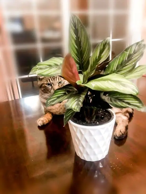 Calathea plant and cat