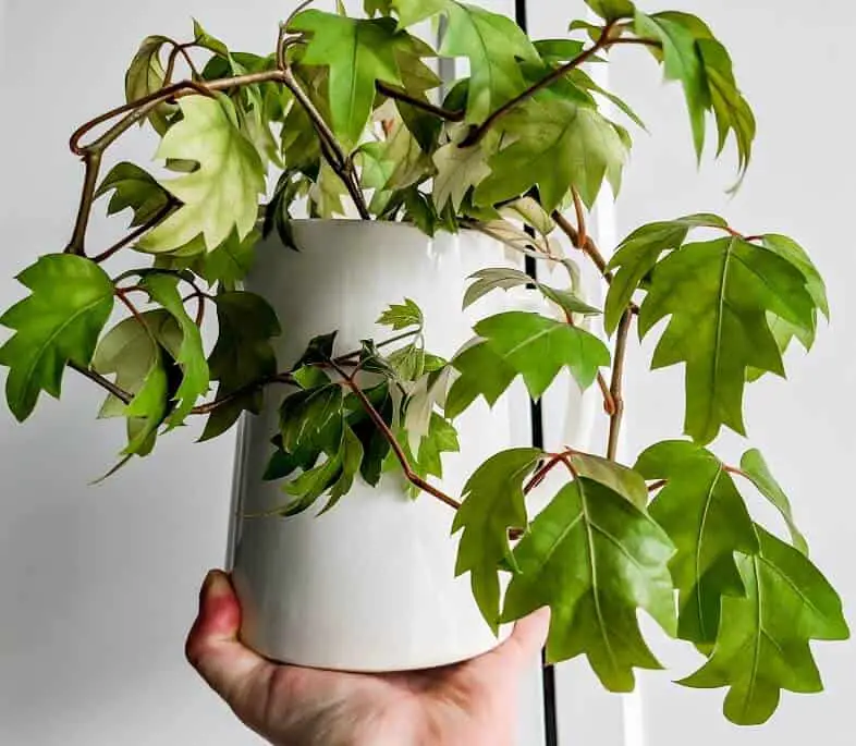 grape ivy plant in white pot