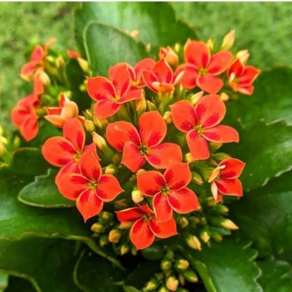 red-orange flowering kalanchoe succulent