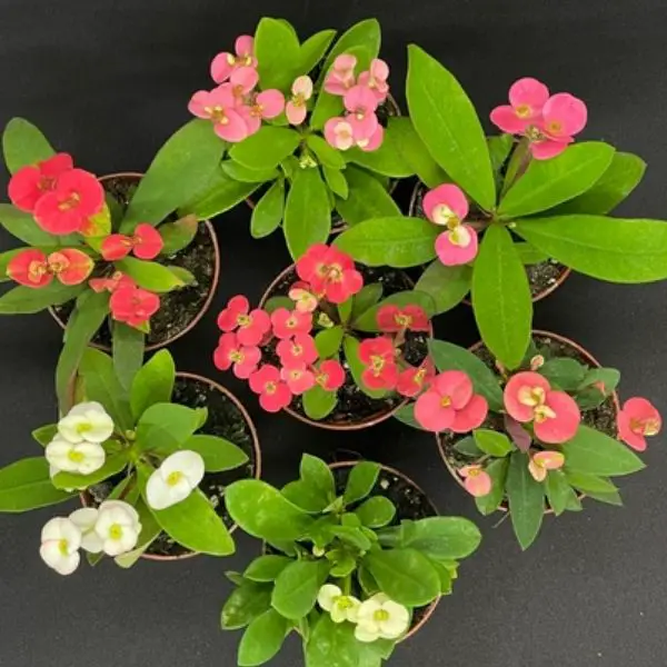 group of red, white and pink flowering crown of thorns