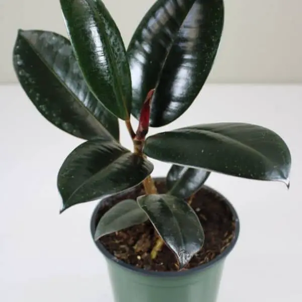 small burgandy rubber plant in growers pot