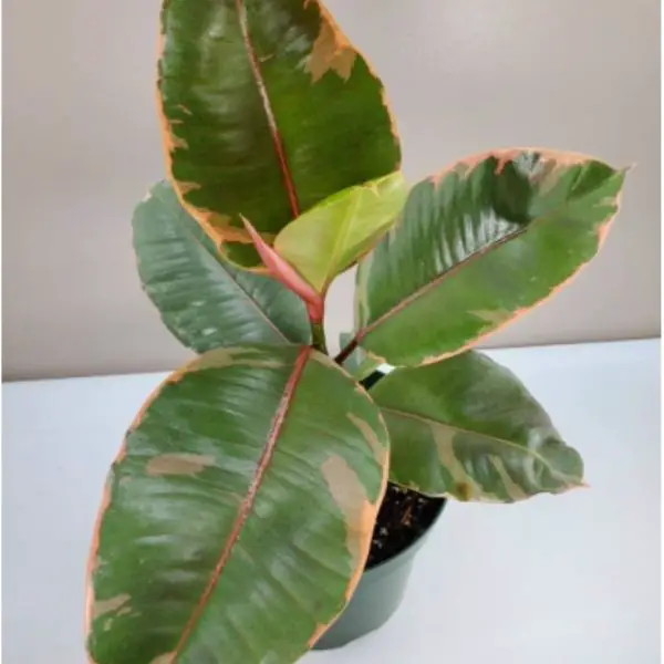 frondandfolia ruby variegated rubber plant