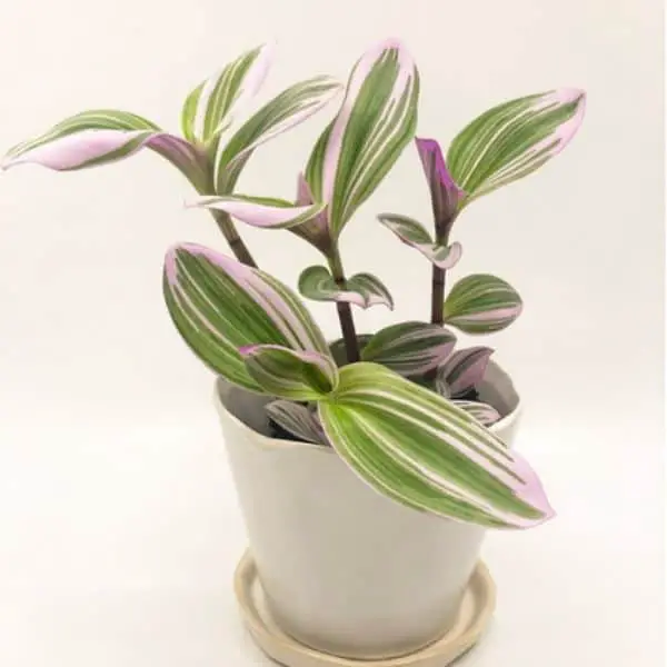 Small Variegated Pink Wandering Jew Plant in White Pot
