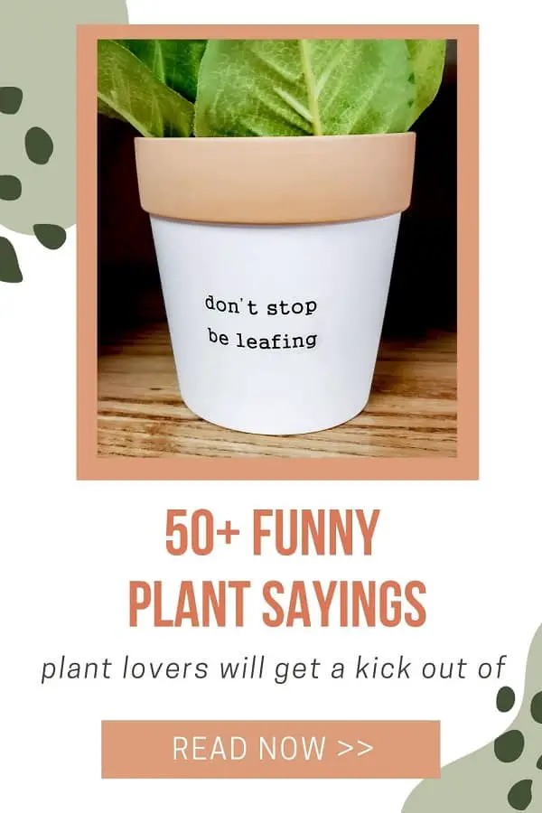 white plant pot says don't stop be leafing plant pun
