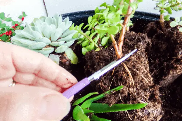 Cutting roots off of succulent