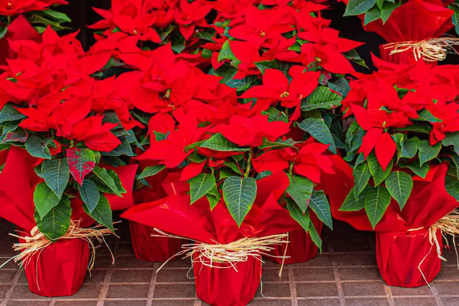 group of health bright red poinsettias wrapped in red foil tied with straw rope