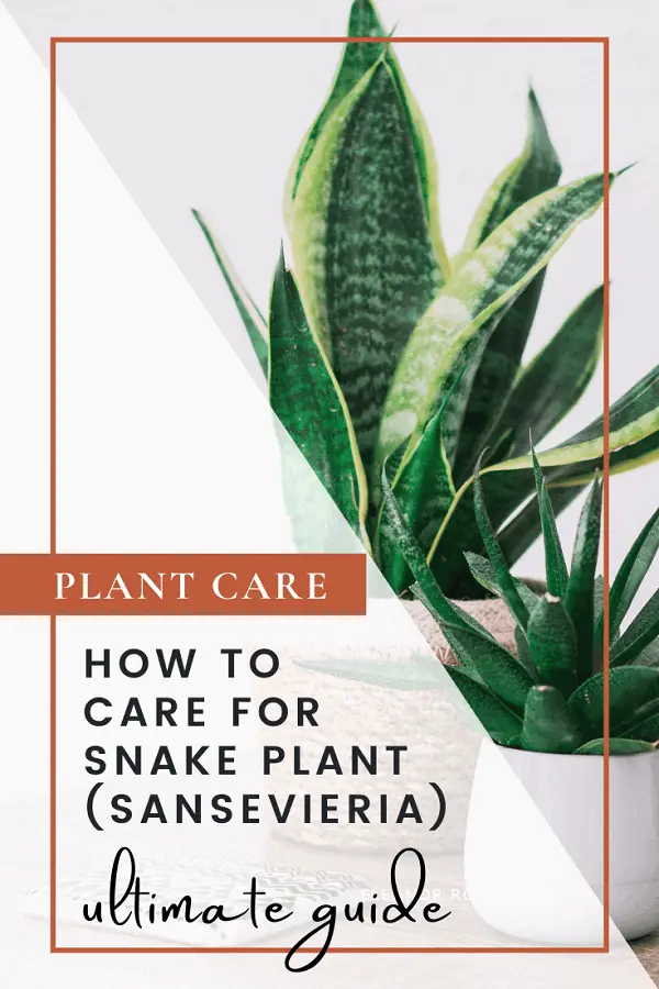 How To Care For Snake Plant Ultimate Guide