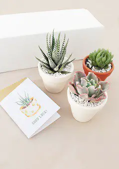 Succulents Box Subscription Gift Idea