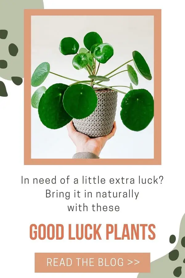 lucky plant peperomia pilea