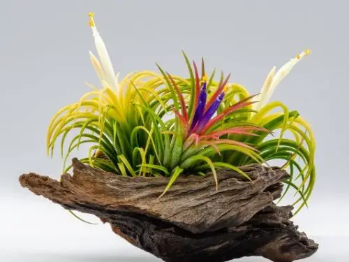 array of flowering air plants sitting in bowl shaped driftwood