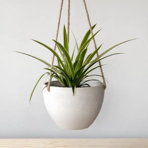 spider plant in white hanging planter