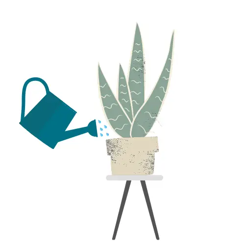 illustration of watering can pouring water on snake plant sitting on table