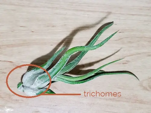 trichomes on caput-medusae air plant