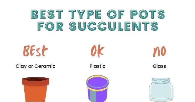Best Pot Type For Succulents