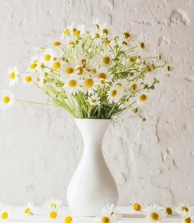 Bundle of the most calming indoor plant Chamomile in white vase