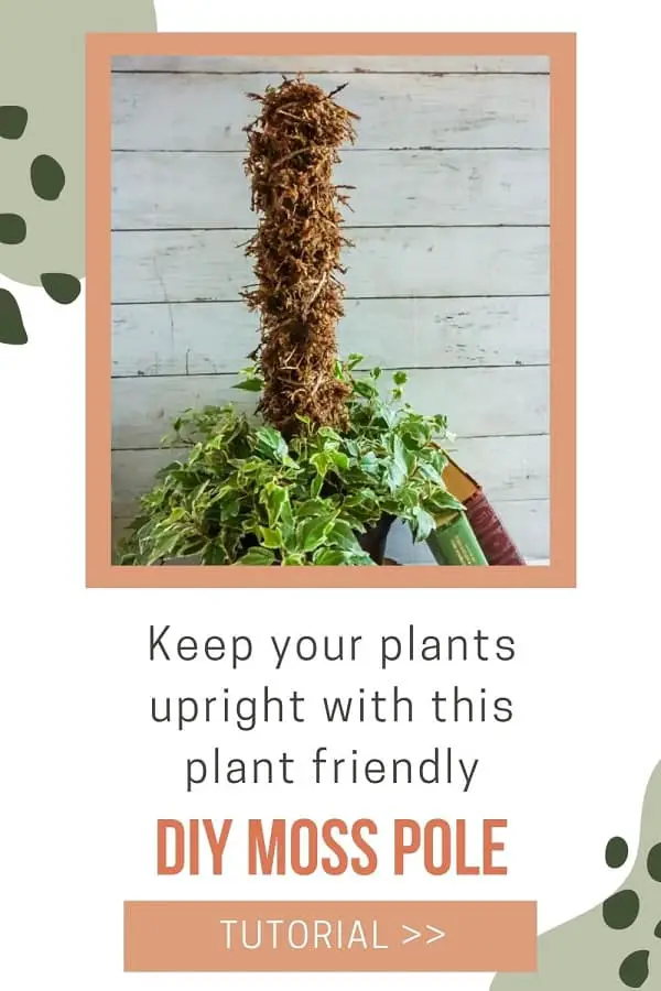 DIY Sphagnum Moss Pole in vine plant