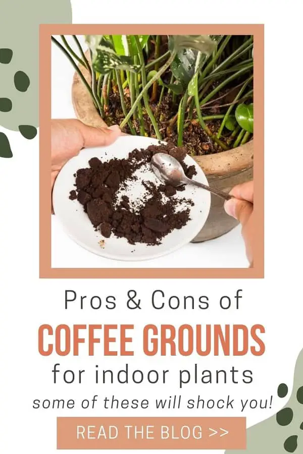 spooning coffee grounds from plate into houseplant soil
