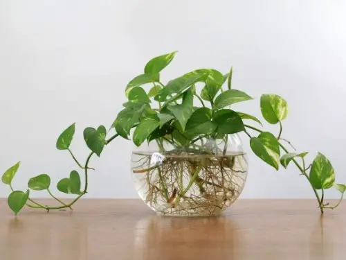 growing philodendron roots in water inside glass bowl
