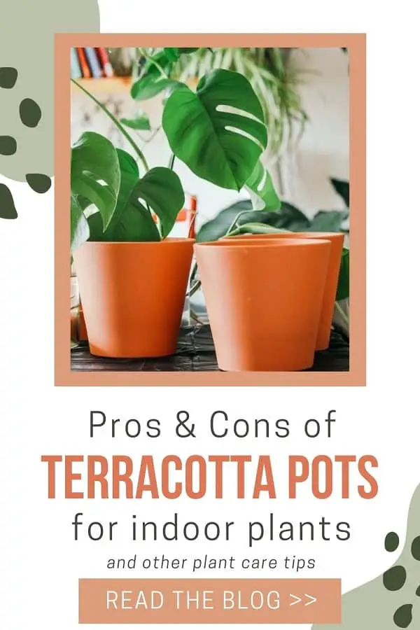 terracotta pots for indoor plants