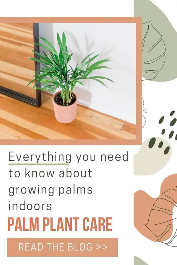 indoor palm plant in pink pot