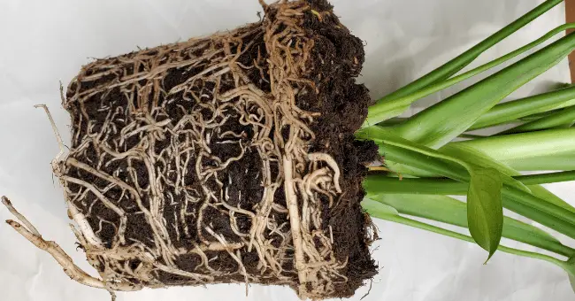 monsterra roots, rootbound plant
