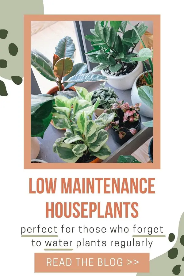 variety of low maintenance houseplants