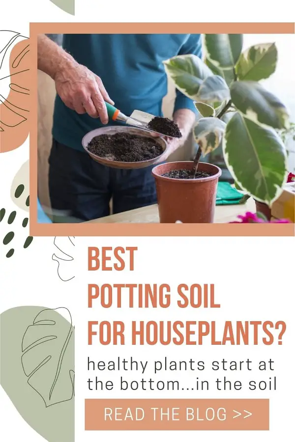 adding the best potting soil to houseplant with variegated leaves