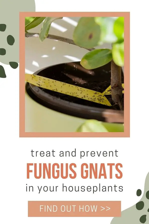 getting rid of fungus gnats on houseplants using yellow sticky tape
