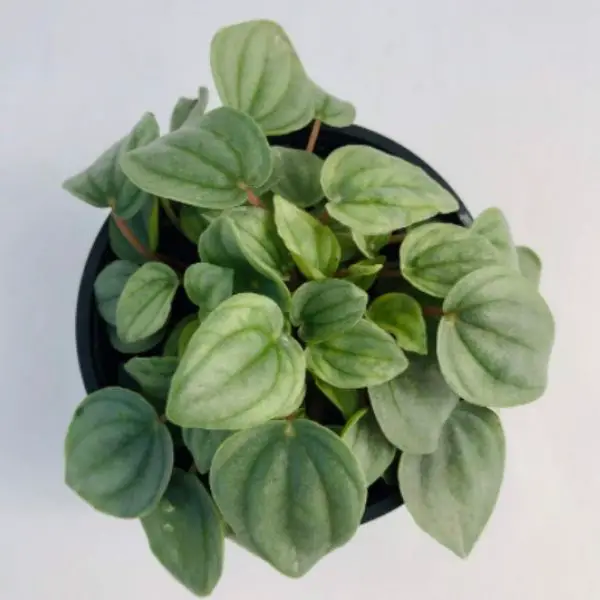 Peperomia Napoli Nights plant with heart shaped leaves