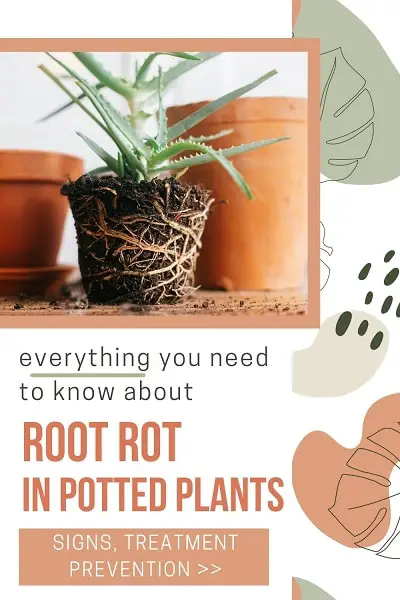 How To Prevent Root Rot In Potted Plants + Best Treatments | Plantiful Interiors