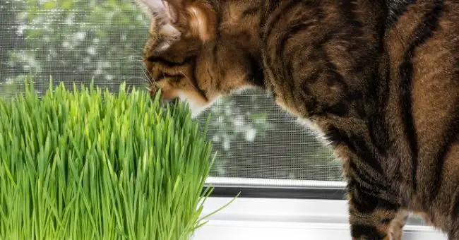 cat chewing on cat grass safe alternative to live plants