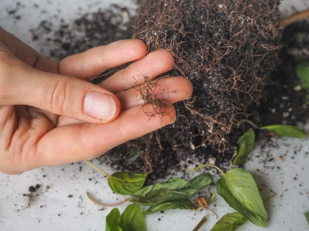 How To Prevent Root Rot In Potted Plants | Plantiful Interiors