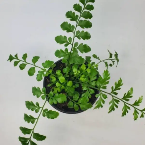 10 Types of Ferns For Indoors + How To Easily Care For Them | Plantiful Interiors