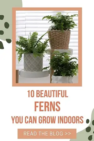 beautiful indoor ferns smaller