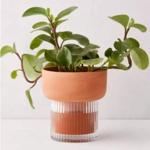 Self Watering Pot For Indoor Plants - Plantiful Interiors