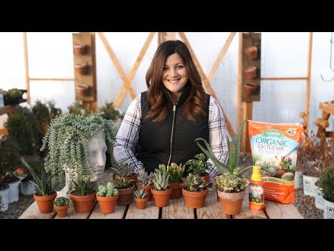 Indoor Succulents for Beginners 🌺 // Garden Answer!