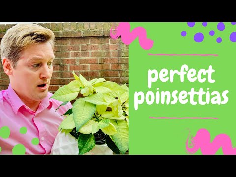 How to Care for Poinsettias: Summer Tips