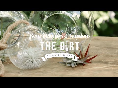 How To Grow and Care For Airplants | The Dirt | Better Homes &amp; Gardens