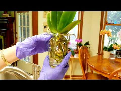 Watch me convert a new orchid to water culture!