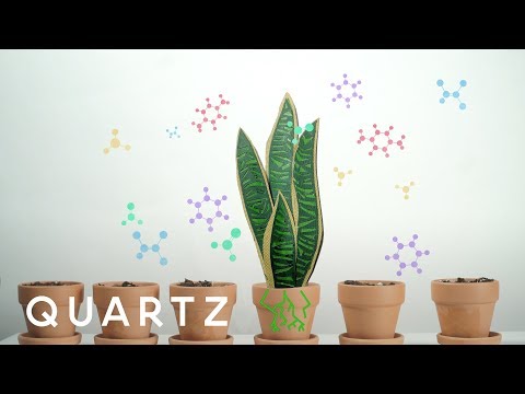 A NASA study explains how to purify air with house plants