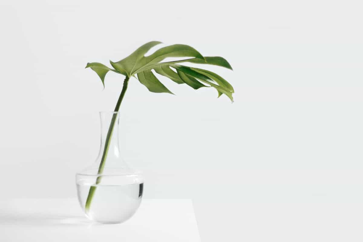 growing plant stem and leaf in vase of water