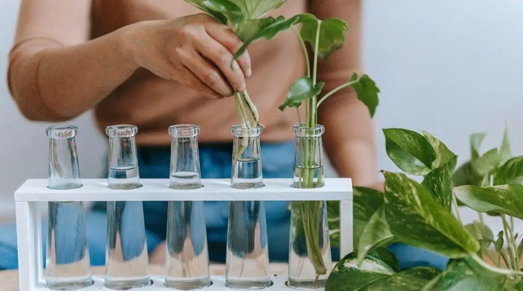 woman's hand placing plant cuttings in jars to grow houseplants in water