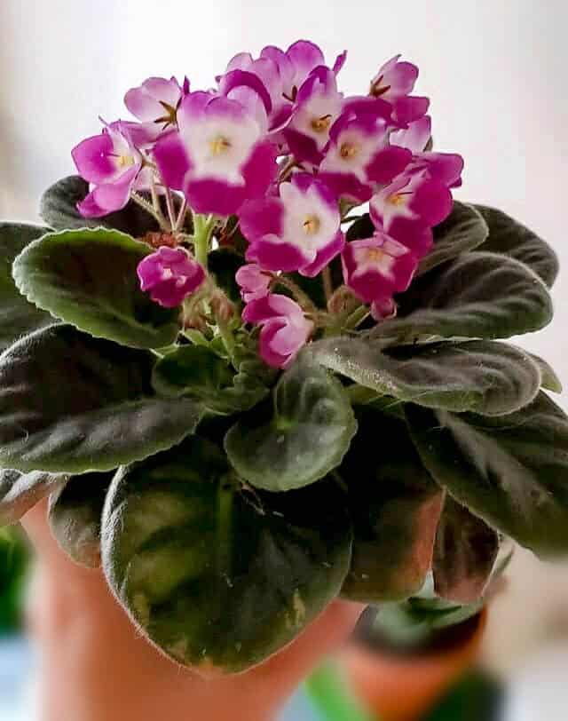 African Violet houseplant safe for cats