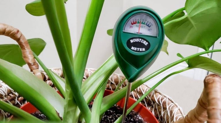 5 Best Soil Moisture Meters for Houseplants | Plantiful Interiors